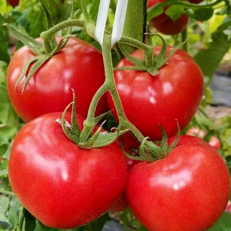 西红柿硬粉西红柿弧二精品现摘现发量大优惠常年市场批发
