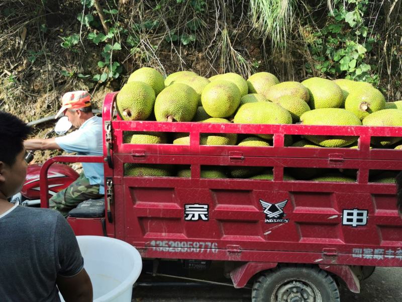 云南省红河州屏边鑫隆菠萝蜜基地，喝山泉水长大的菠萝蜜，