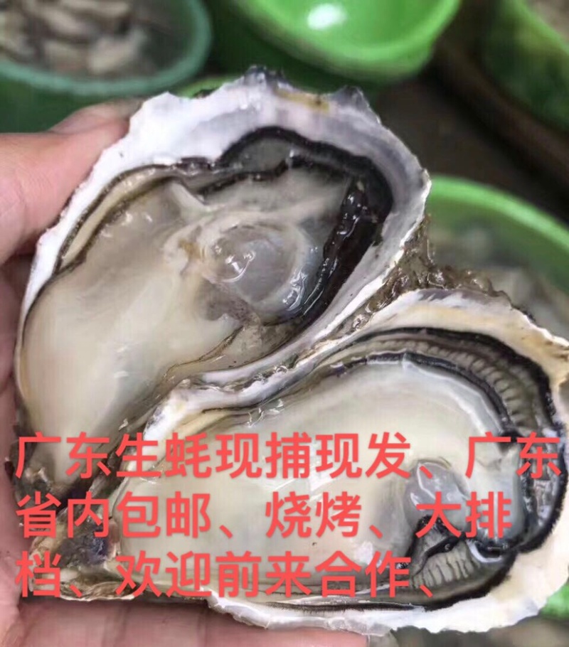 精挑细选高品质精品大中小蚝广东省内包邮免费提供开半壳，清洗