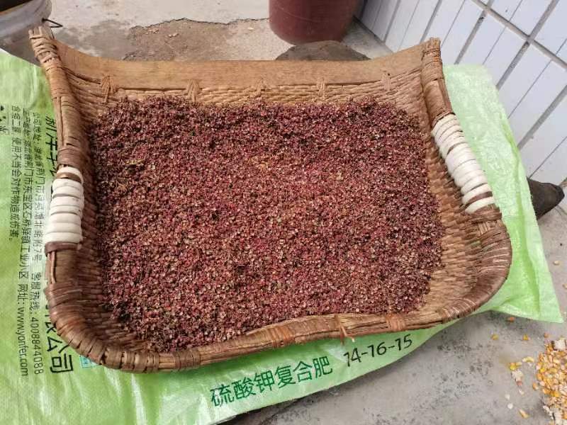 山西绛县优质大红袍花椒基地欢迎各位朋友前来选购#基地直销