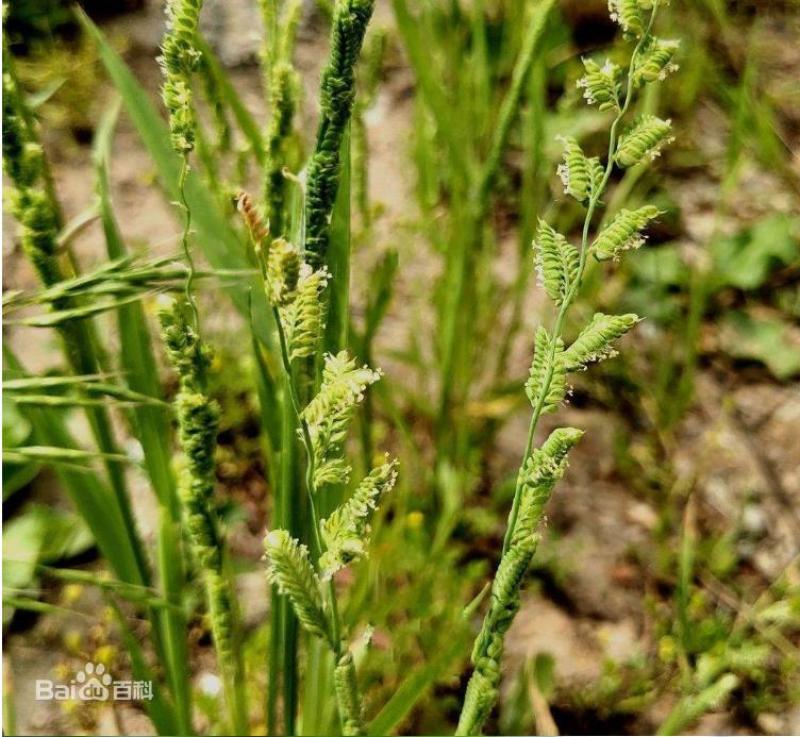 棒棒草种子耐寒水草冬季水稗草菵米优良饲料食用养鱼养虾菵草