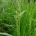 棒棒草种子耐寒水草冬季水稗草菵米优良饲料食用养鱼养虾菵草