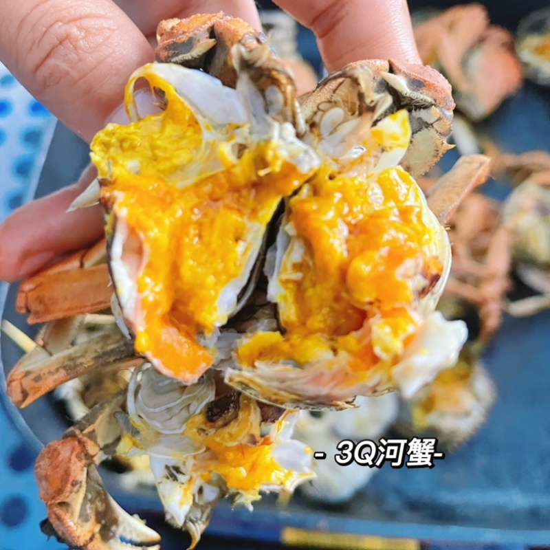正宗盘锦稻田蟹