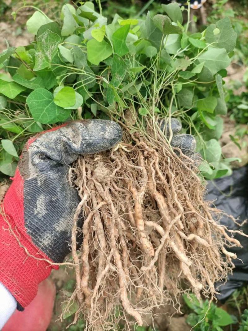粉防己全株苗粉防己种苗，基地粉防己种苗