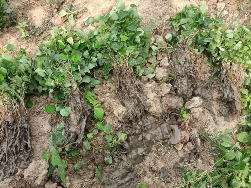粉防己全株苗粉防己种苗，基地粉防己种苗