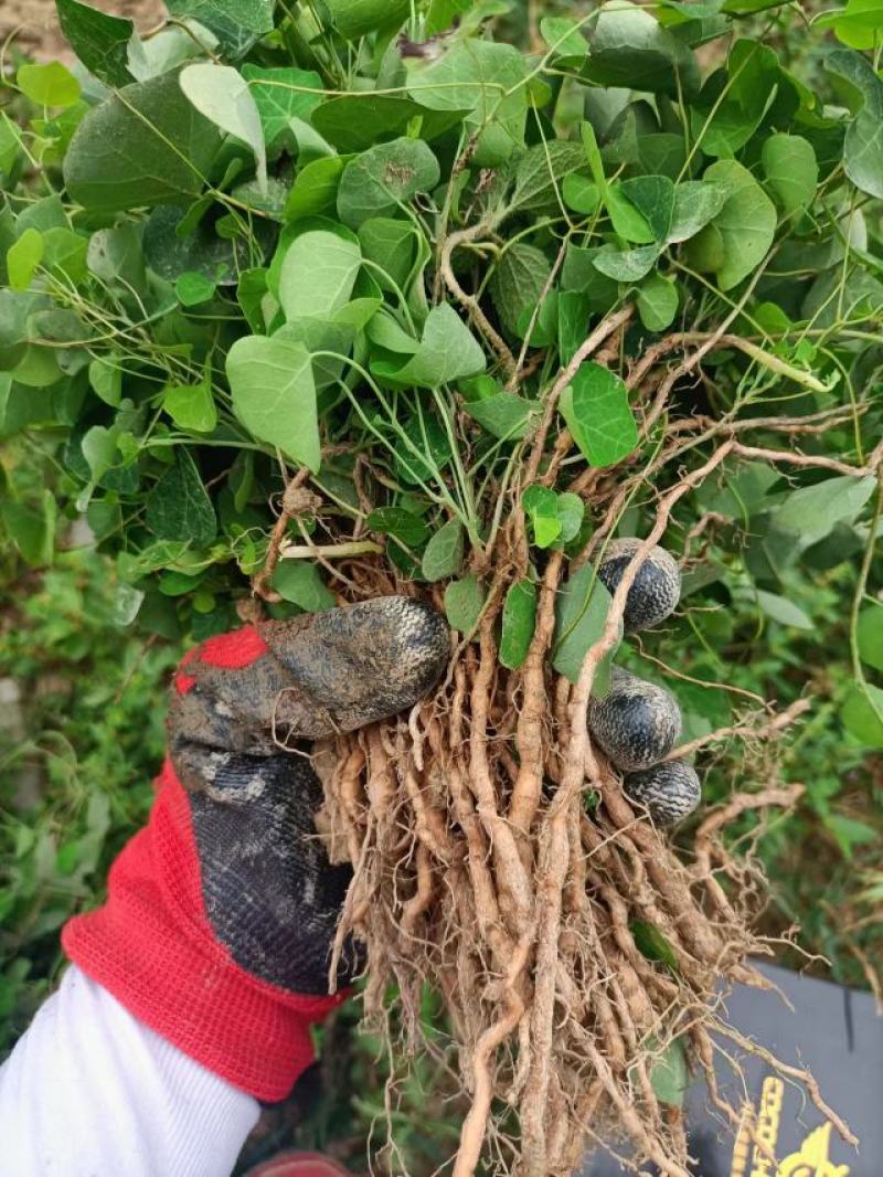 粉防己苗，露天粉防己苗，带播种技术方粉防己种苗一年多苗。
