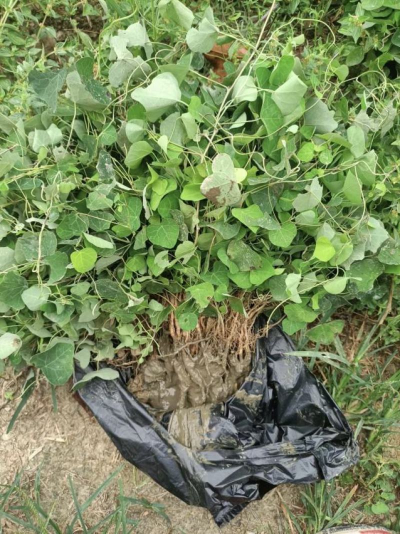 粉防己苗，露天粉防己苗，带播种技术方粉防己种苗一年多苗。