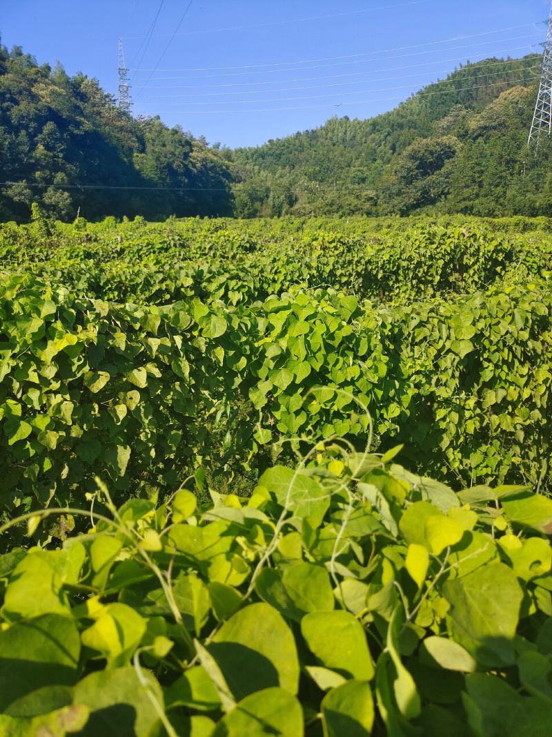 粉防己苗，露天粉防己苗，带播种技术方粉防己种苗一年多苗。