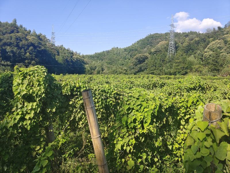 粉防己苗，露天粉防己苗，带播种技术方粉防己种苗一年多苗。
