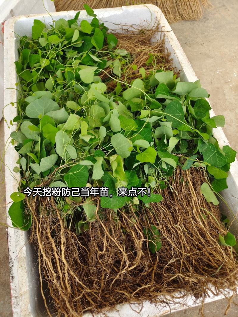 粉防己苗，露天粉防己苗，带播种技术方粉防己种苗一年多苗。