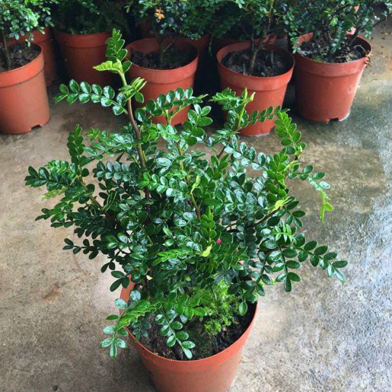 清香木盆栽正宗驱蚊草室内花卉绿植除甲醛净化空气植物提神