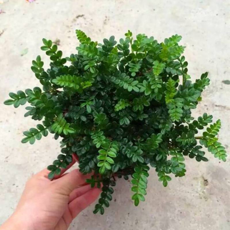 清香木盆栽正宗驱蚊草室内花卉绿植除甲醛净化空气植物提神