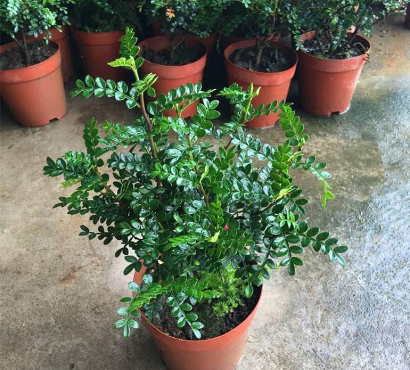 清香木盆栽正宗驱蚊草室内花卉绿植除甲醛净化空气植物提神