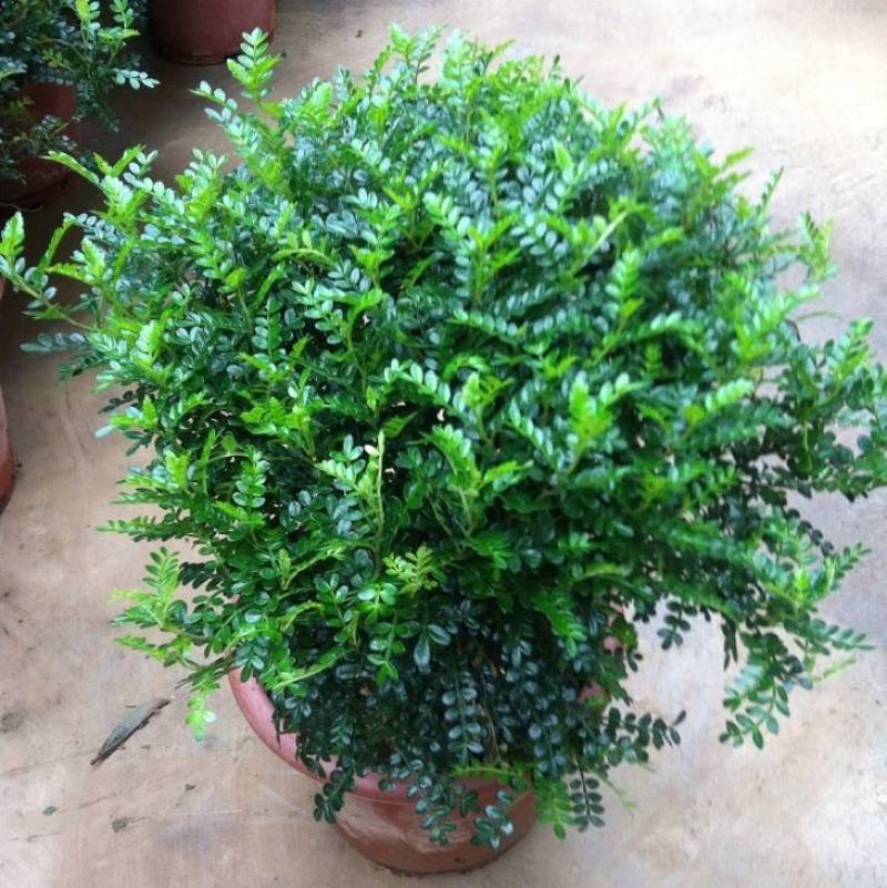 清香木盆栽正宗驱蚊草室内花卉绿植除甲醛净化空气植物提神