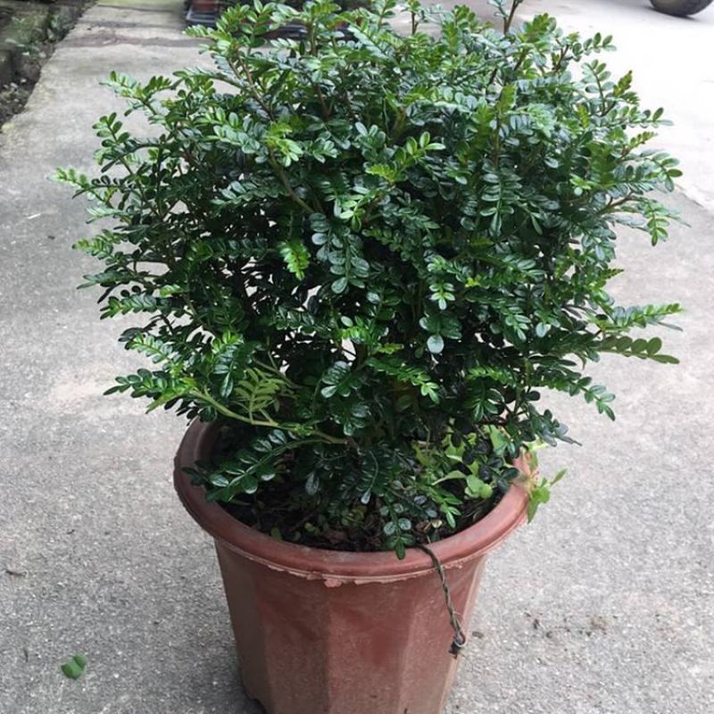 清香木盆栽正宗驱蚊草室内花卉绿植除甲醛净化空气植物提神