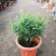 清香木盆栽正宗驱蚊草室内花卉绿植除甲醛净化空气植物提神