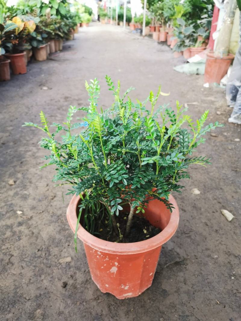 清香木盆栽正宗驱蚊草室内花卉绿植除甲醛净化空气植物提神