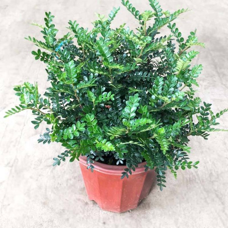 清香木盆栽正宗驱蚊草室内花卉绿植除甲醛净化空气植物提神