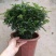 清香木盆栽正宗驱蚊草室内花卉绿植除甲醛净化空气植物提神