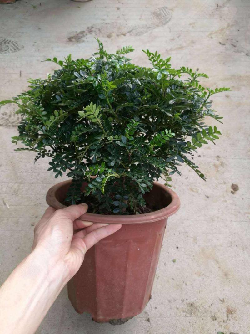 清香木盆栽正宗驱蚊草室内花卉绿植除甲醛净化空气植物提神