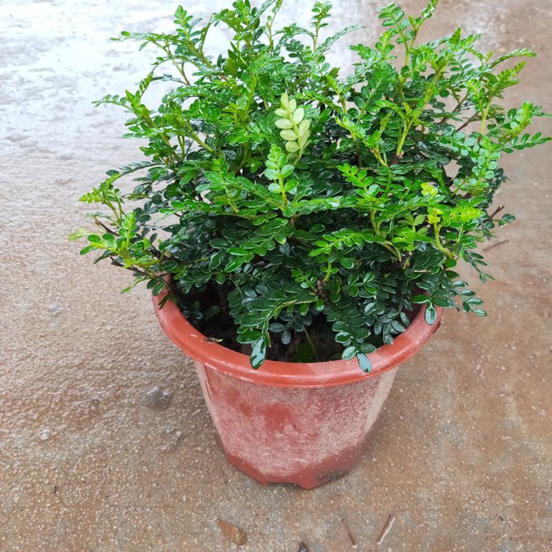 清香木盆栽正宗驱蚊草室内花卉绿植除甲醛净化空气植物提神