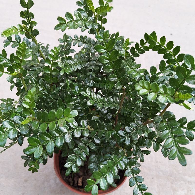 清香木盆栽正宗驱蚊草室内花卉绿植除甲醛净化空气植物提神
