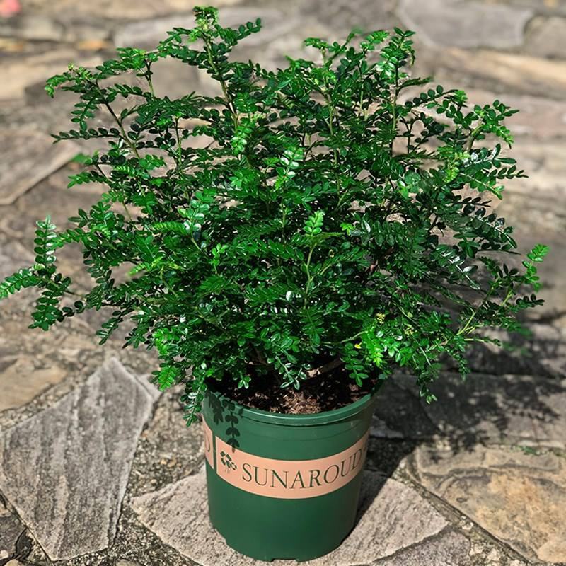 清香木盆栽正宗驱蚊草室内花卉绿植除甲醛净化空气植物提神