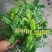 清香木盆栽正宗驱蚊草室内花卉绿植除甲醛净化空气植物提神