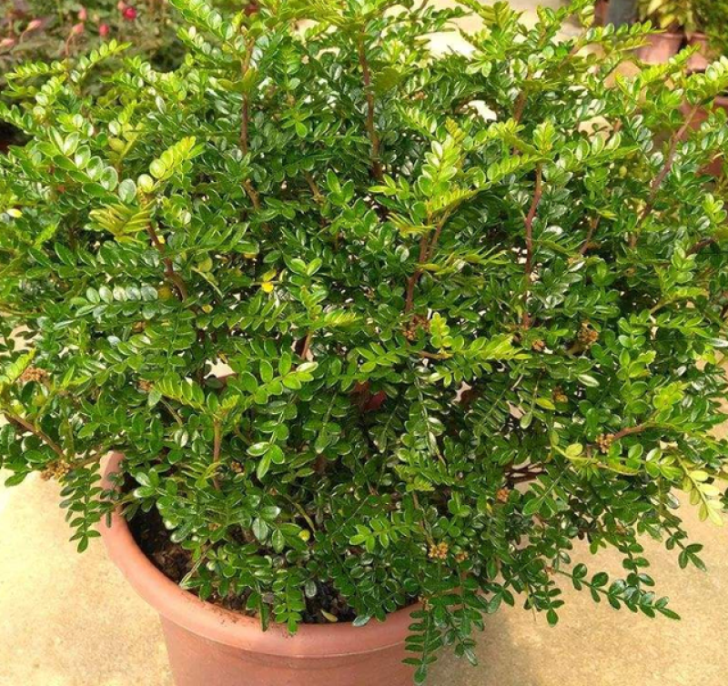 清香木盆栽正宗驱蚊草室内花卉绿植除甲醛净化空气植物提神