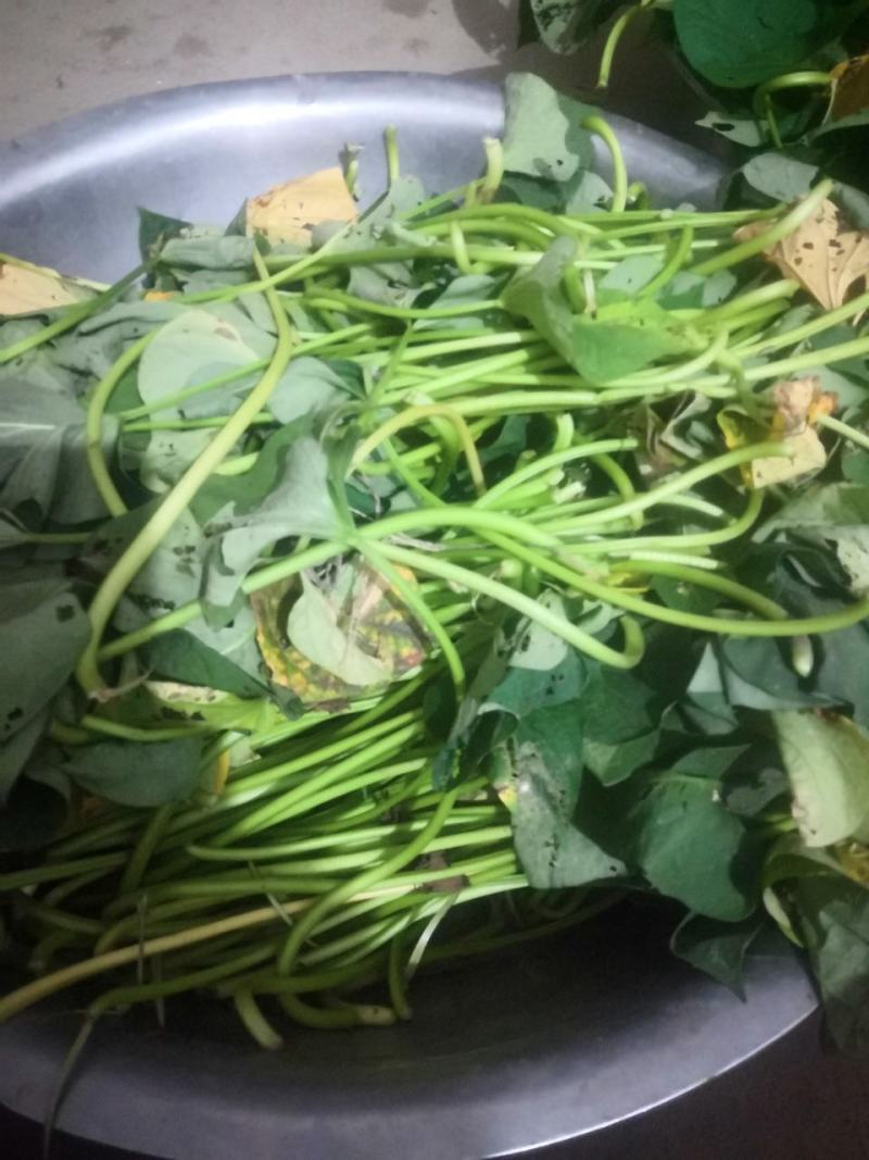 自家红薯梗新鲜干货大量上市过期不候需要联系