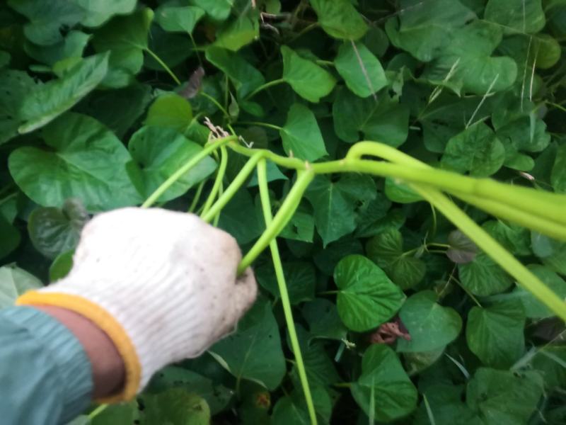 自家红薯梗新鲜干货大量上市过期不候需要联系