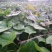 自家红薯梗新鲜干货大量上市过期不候需要联系
