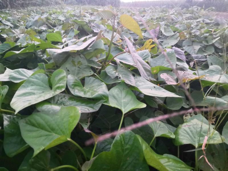 自家红薯梗新鲜干货大量上市过期不候需要联系