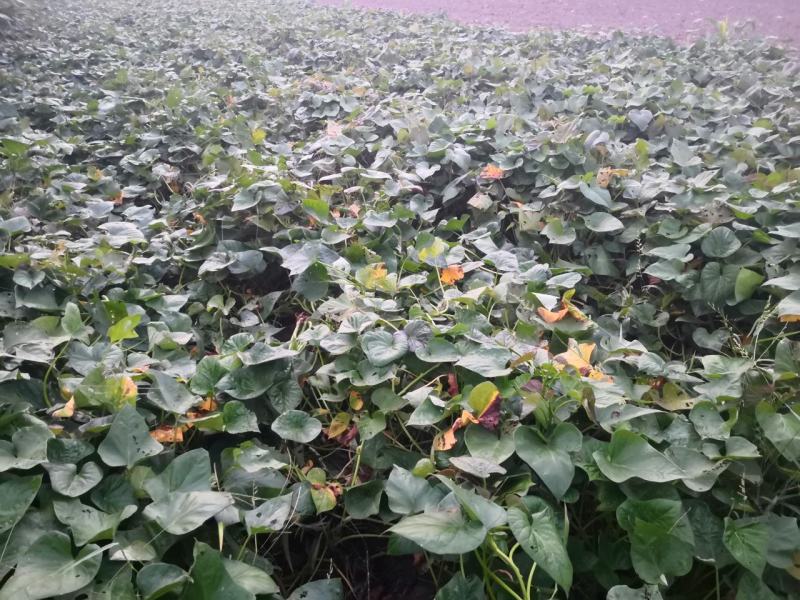 自家红薯梗新鲜干货大量上市过期不候需要联系