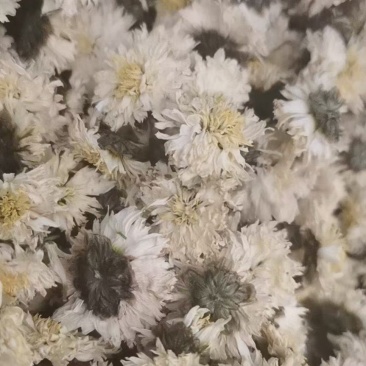 黄山贡菊无农残，