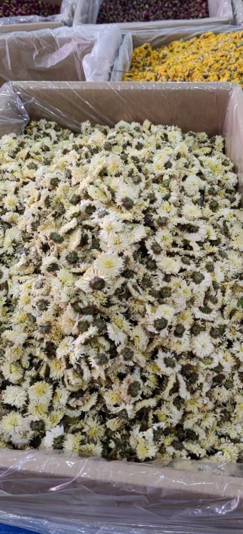 黄山贡菊无农残，