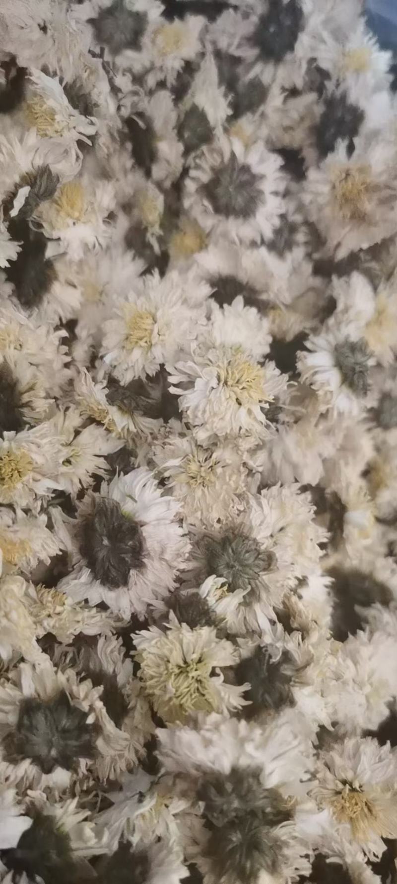 黄山贡菊无农残，