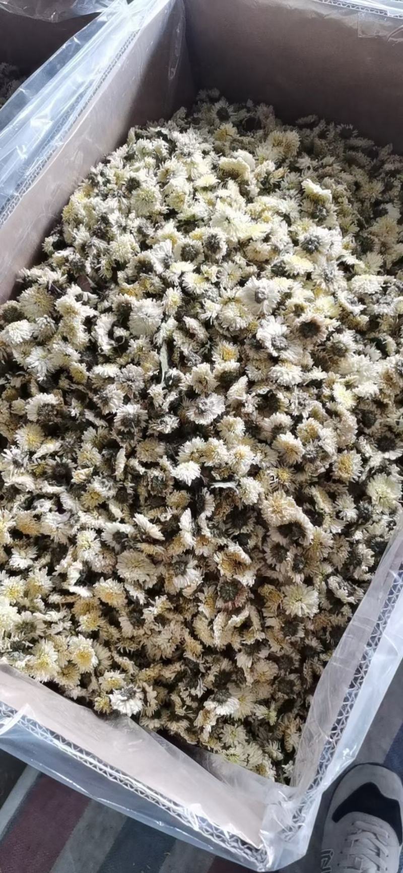 黄山贡菊无农残，