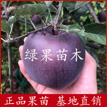 黑苹果苗黑卡苹果苗果苗提供技术指导