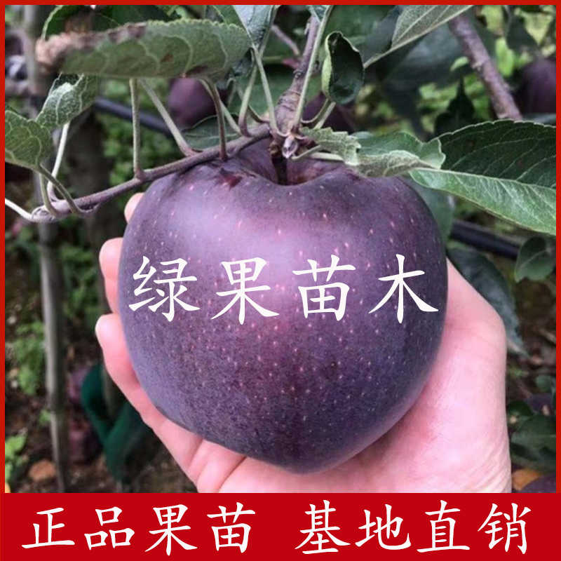 黑苹果苗黑卡苹果苗果苗提供技术指导