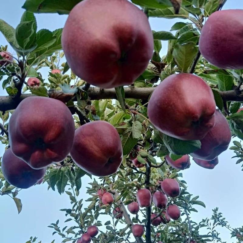 天水花牛苹果已大量上市。有想法的老板说联系。