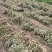 新鲁花已陆续收获新鲜干货都可以出售好货不等人过期不候
