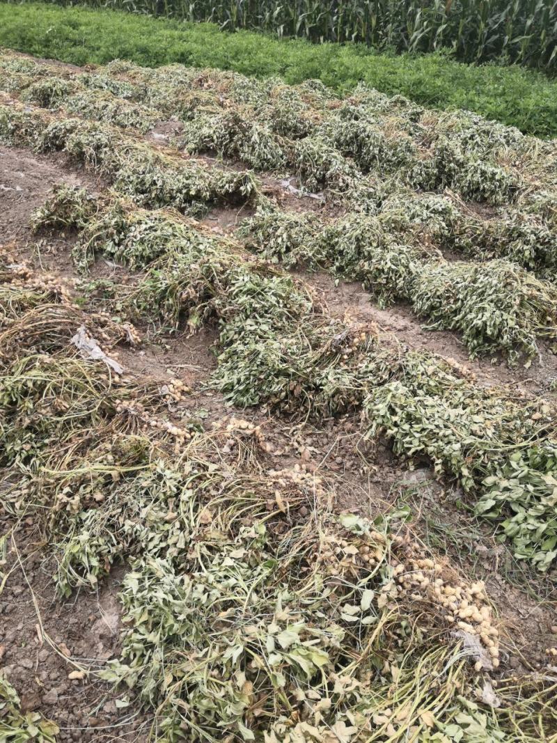 新鲁花已陆续收获新鲜干货都可以出售好货不等人过期不候