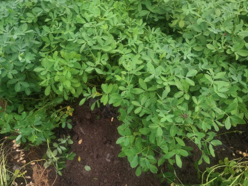 新鲁花已陆续收获新鲜干货都可以出售好货不等人过期不候