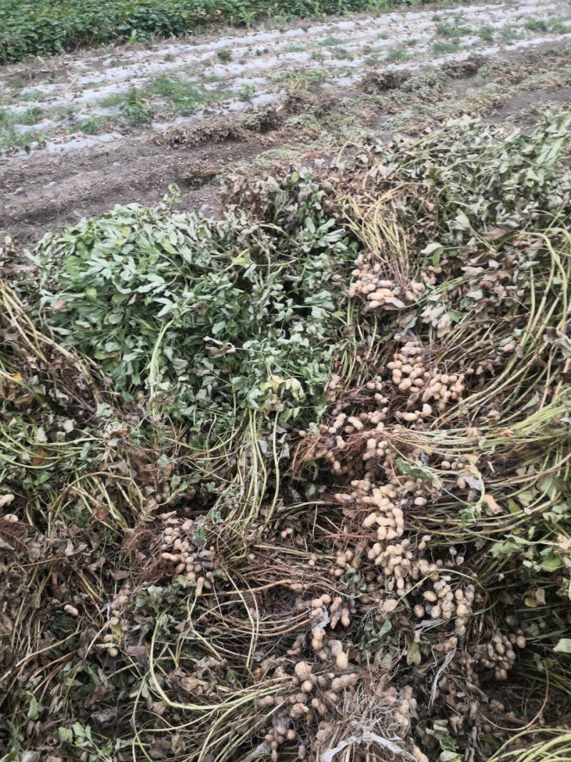 新鲁花已陆续收获新鲜干货都可以出售好货不等人过期不候