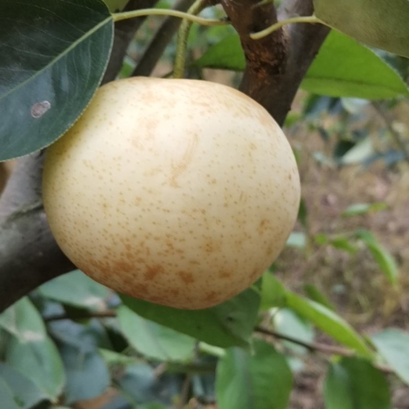 黄金梨！三层袋！30万斤！！！！！！！！