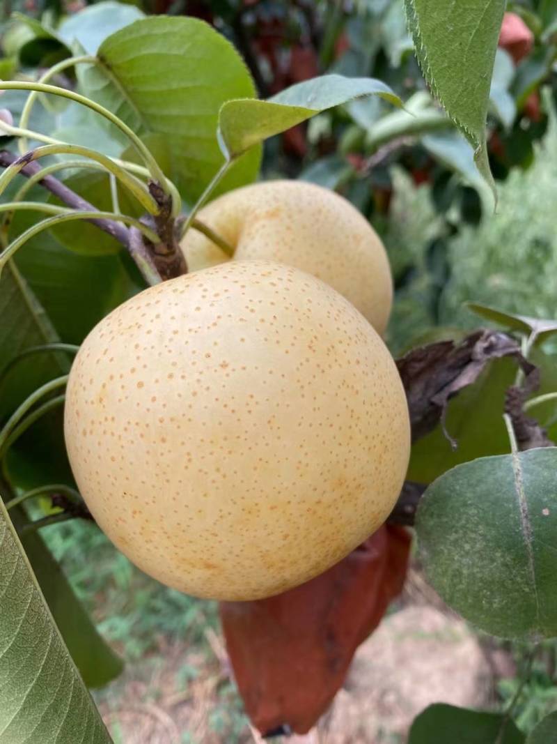 河南南阳黄金梨大量，供应商，代收代发诚信为本、质量保证