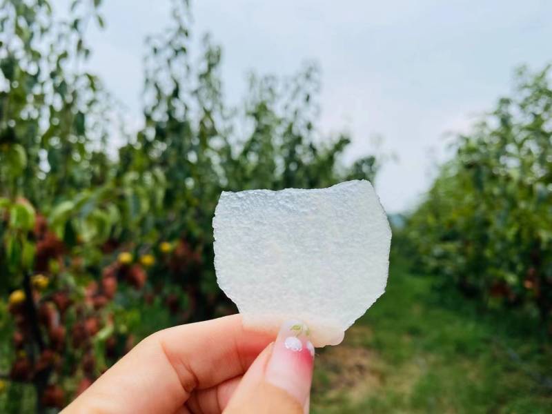 河南南阳黄金梨大量，供应商，代收代发诚信为本、质量保证