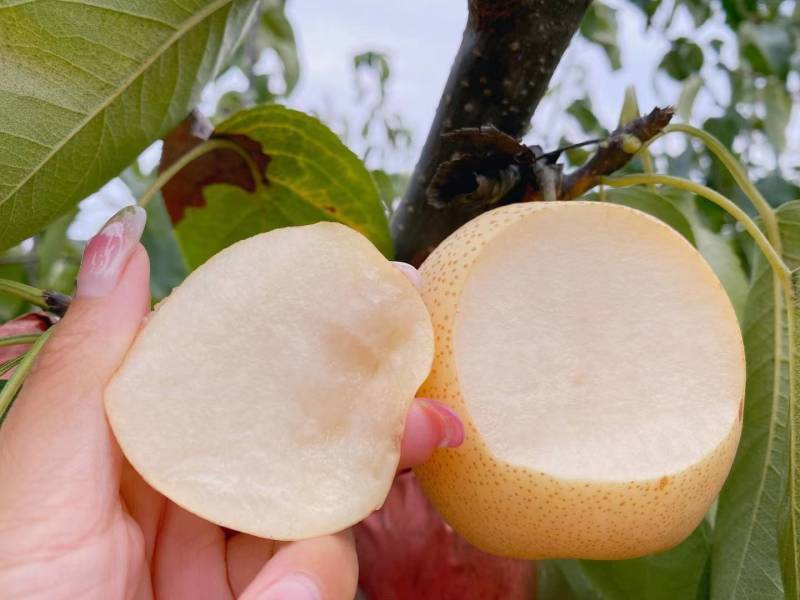 河南南阳黄金梨大量，供应商，代收代发诚信为本、质量保证