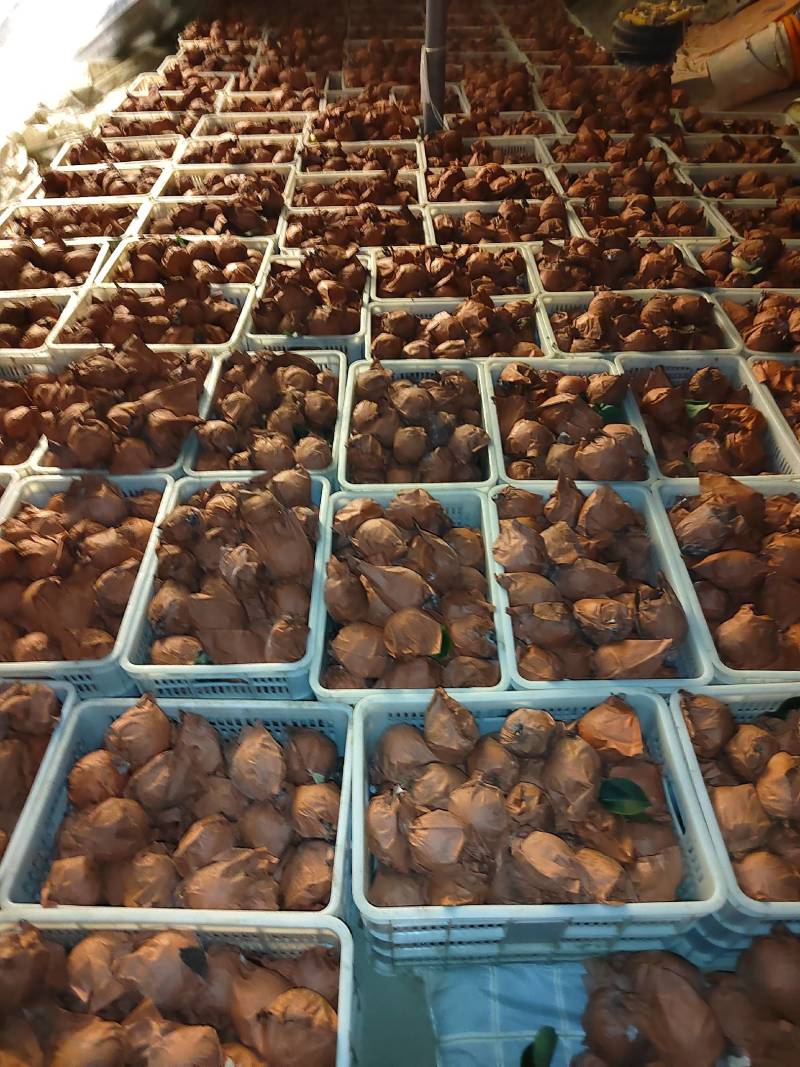 河南南阳黄金梨大量，供应商，代收代发诚信为本、质量保证